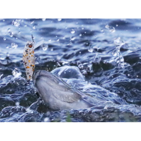 WABBLE（ワブル）